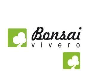 LOTE DE TRES PLANTONES DE PSEUDOCIDONIA CHINENESIS LOTE DE TRES PLANTONES DE PSEUDOCIDONIA CHINENESIS