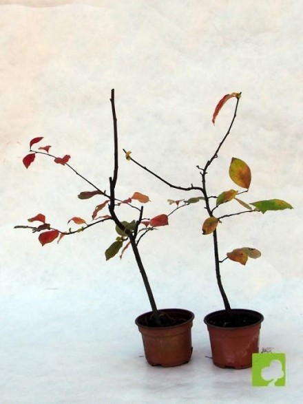LOTE DE TRES PLANTONES DE PSEUDOCIDONIA CHINENESIS
