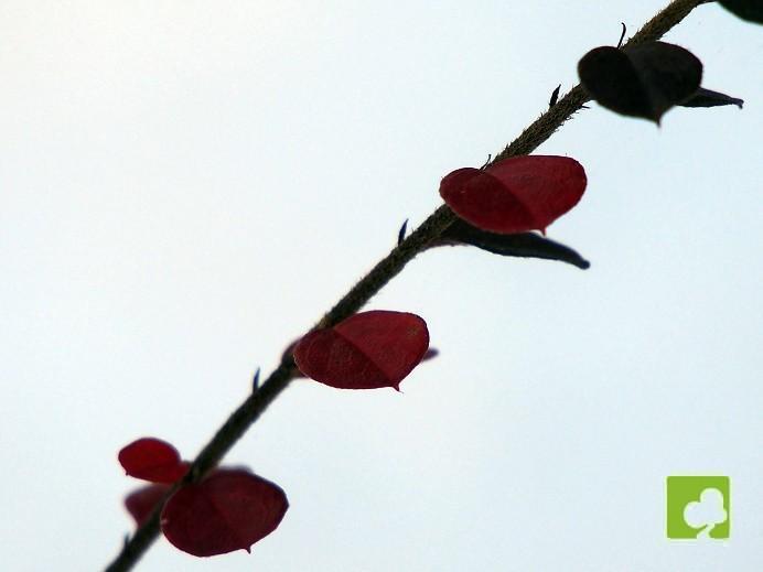 LOTE DE TRES PLANTONES DE PSEUDOCIDONIA CHINENESIS LOTE DE TRES PLANTONES DE PSEUDOCIDONIA CHINENESIS