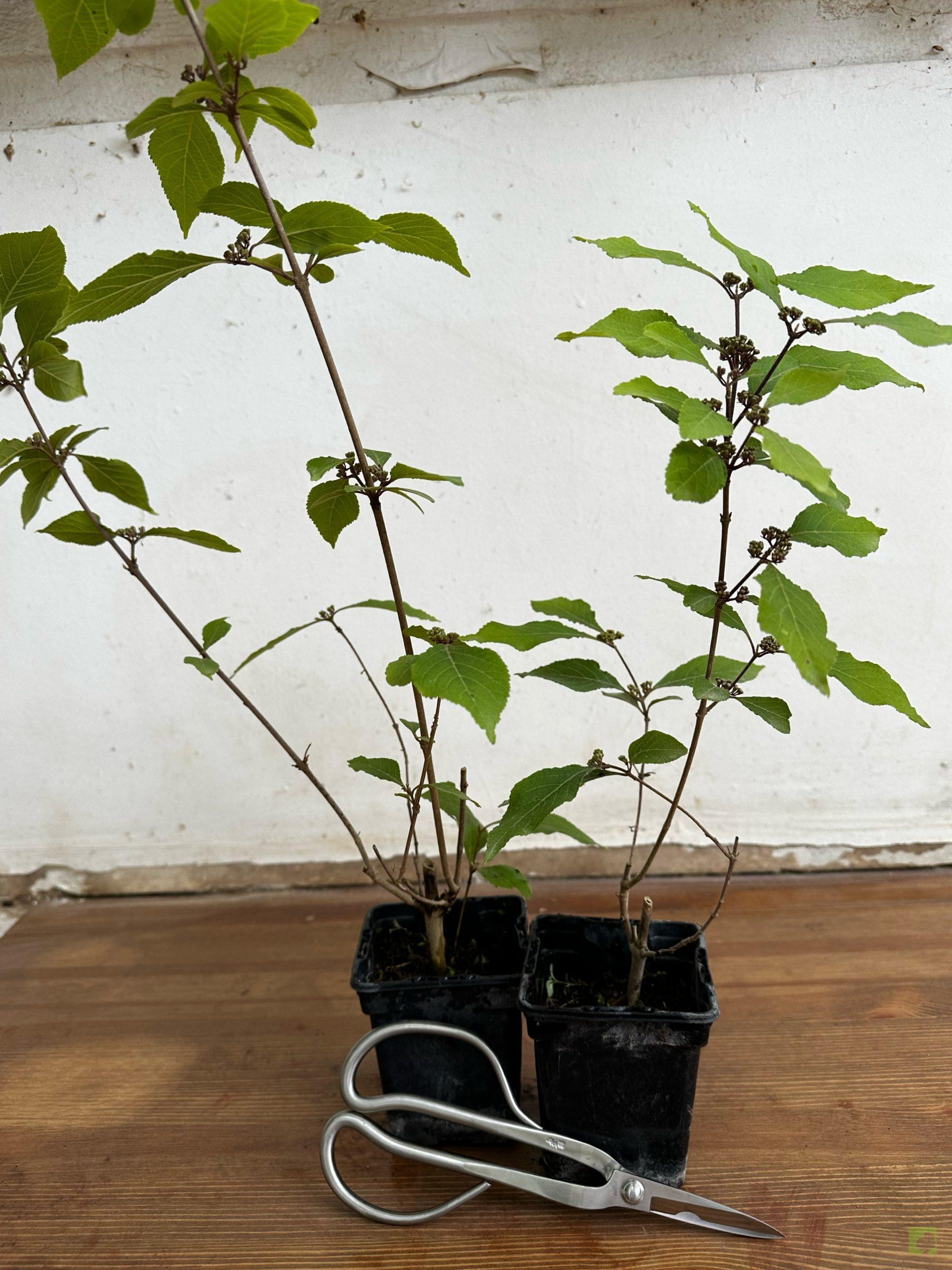 Processed with MOLDIV