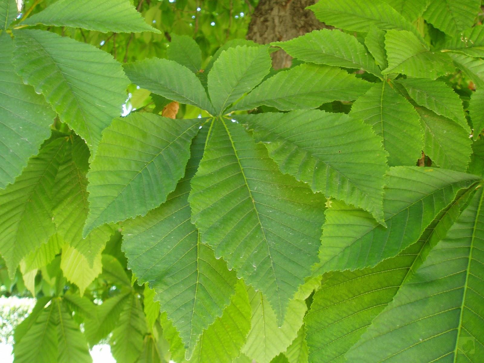 CASTAÑO DE INDIAS HOJA