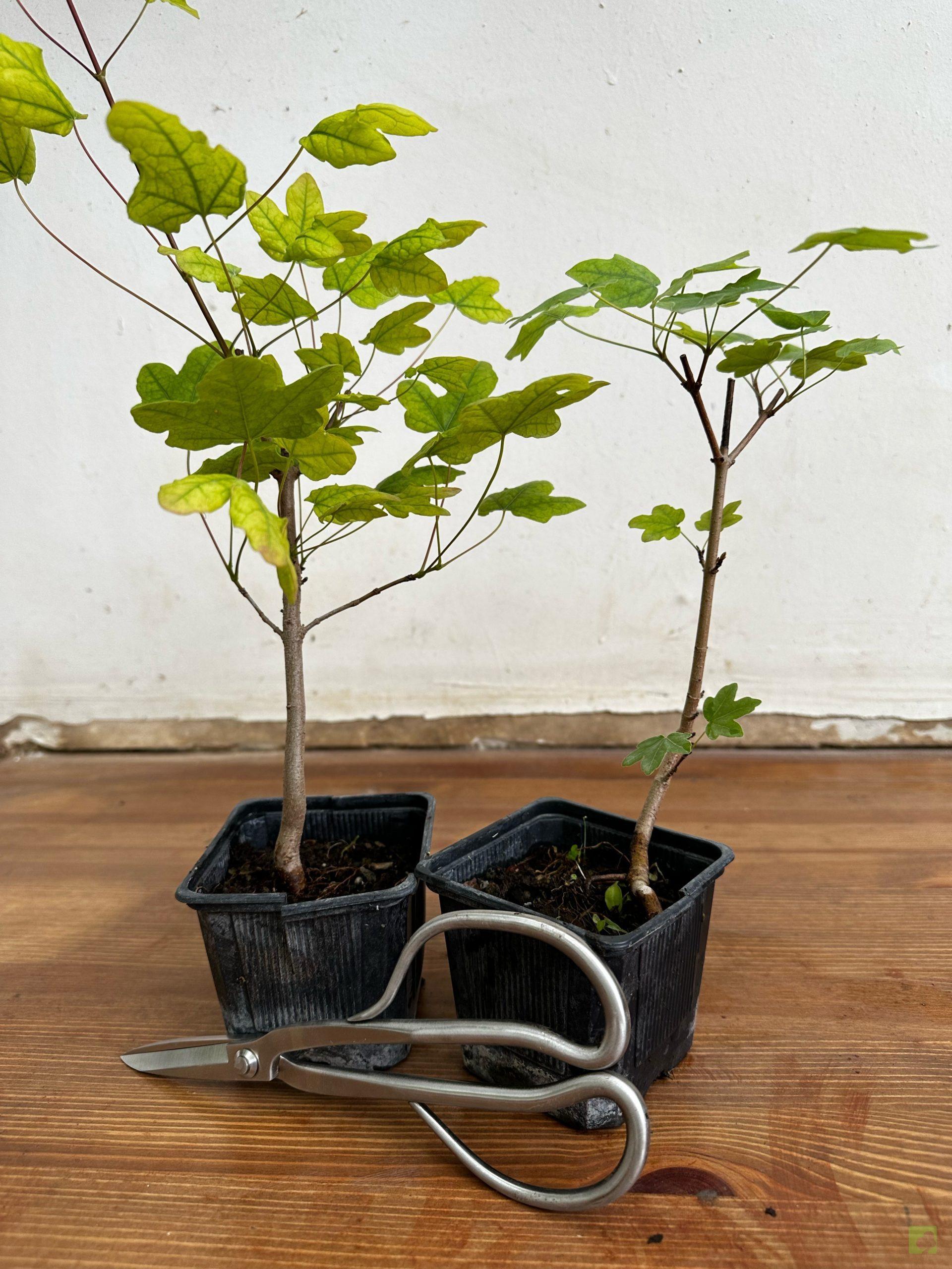 Processed with MOLDIV