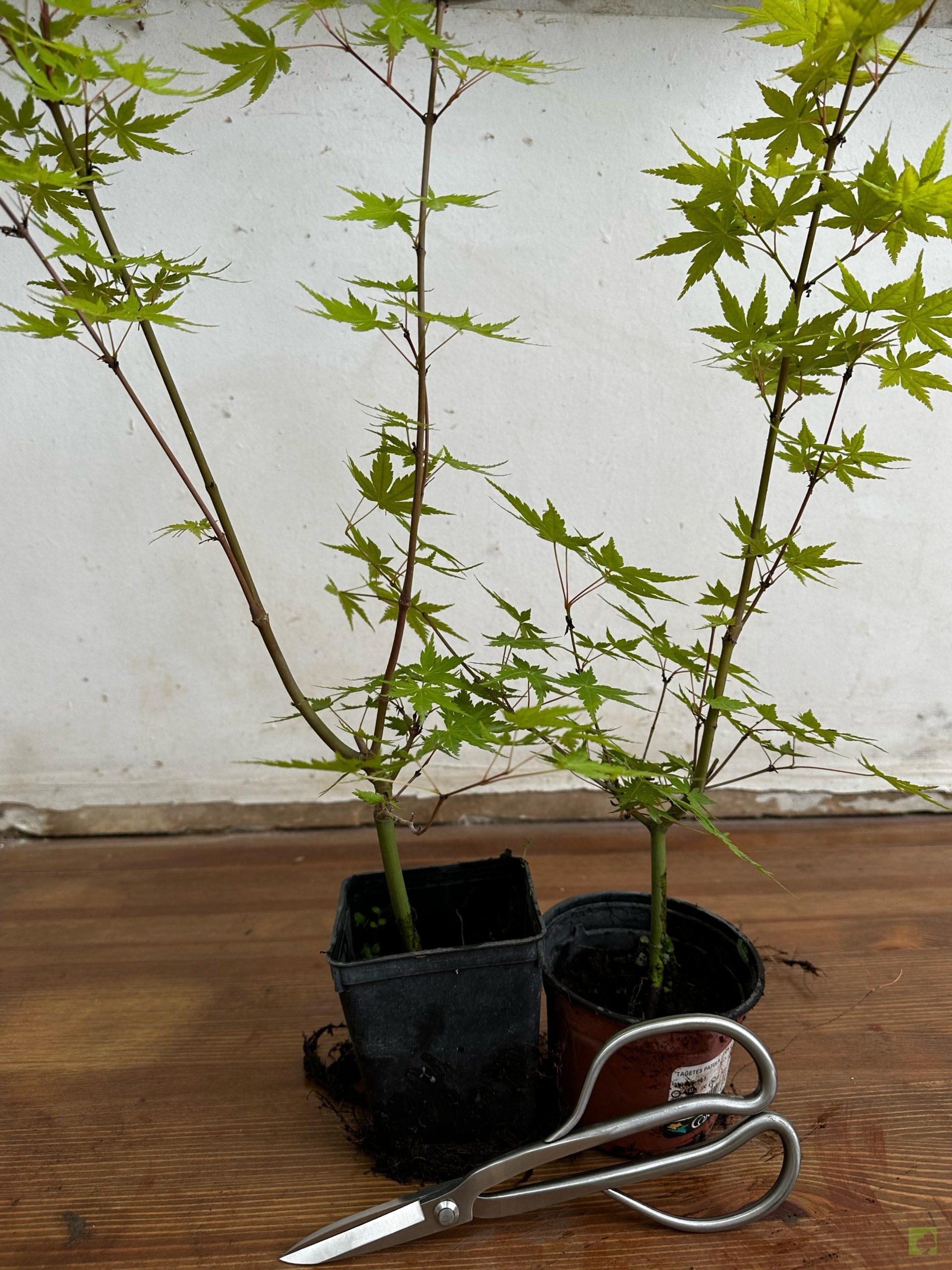 Processed with MOLDIV