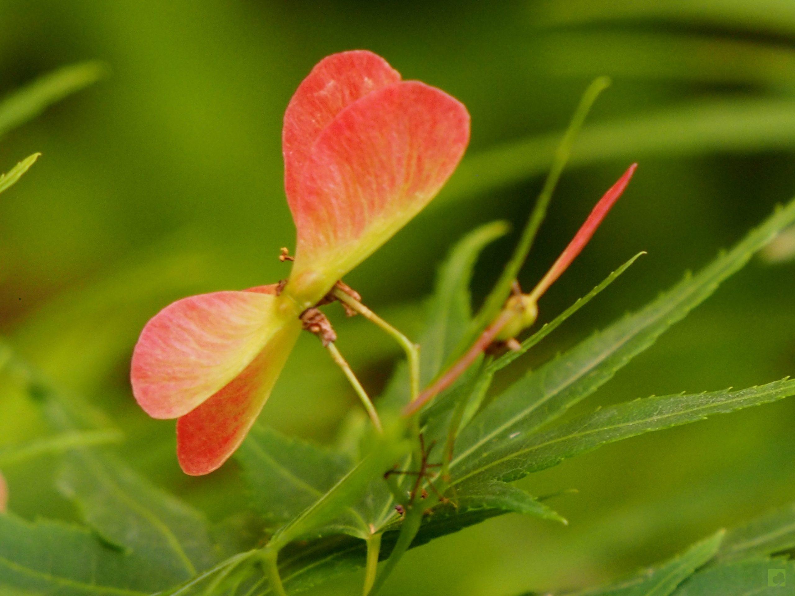 Processed with MOLDIV