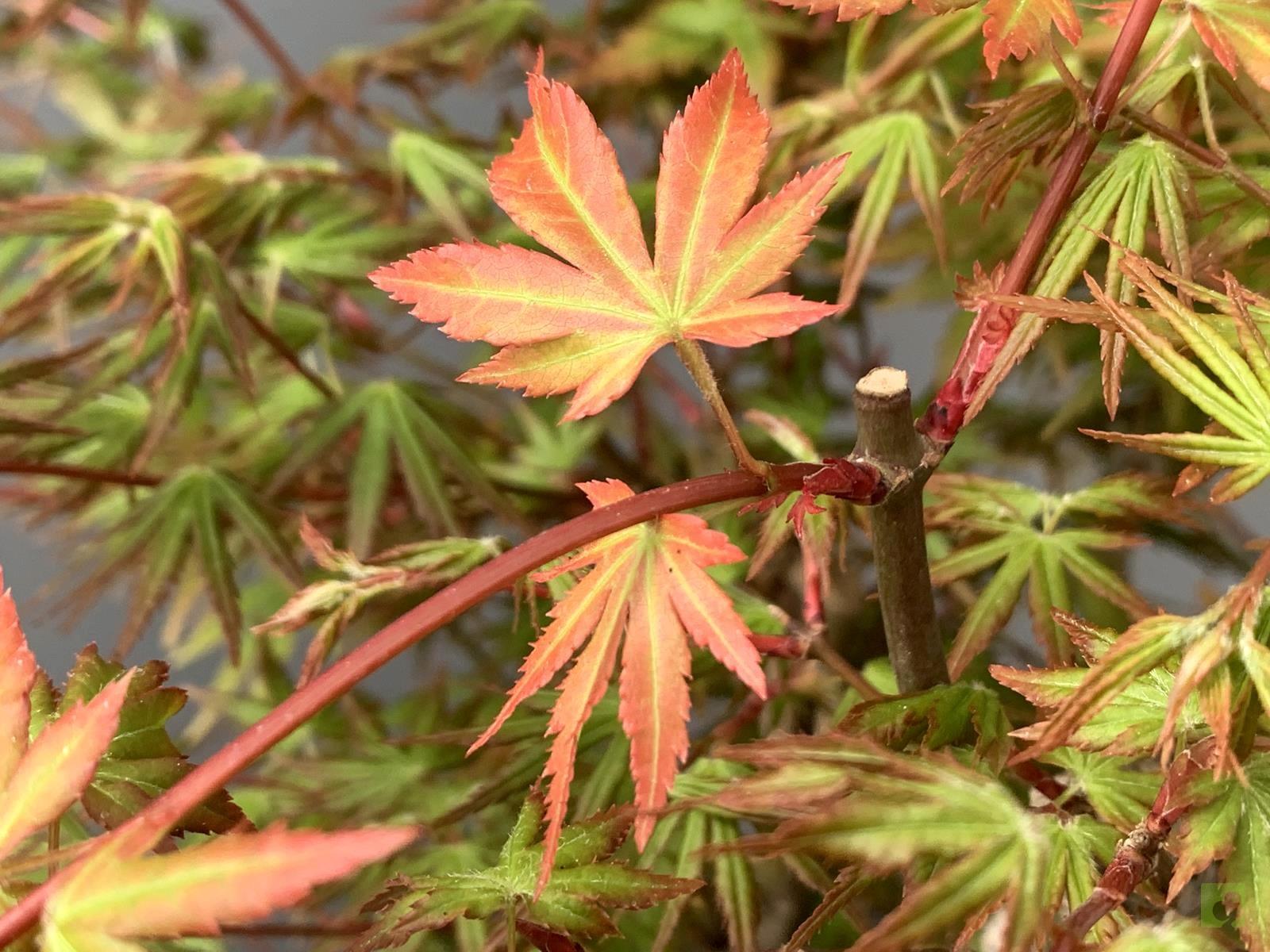 bonsai-acer-palmatum-yamamomiji-19277-2