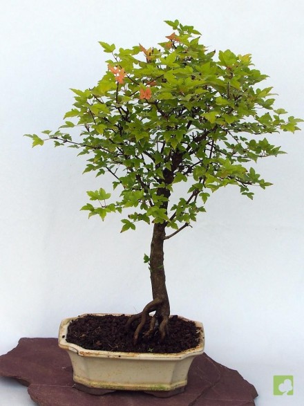 BONSAI ACER BEURGERIANO