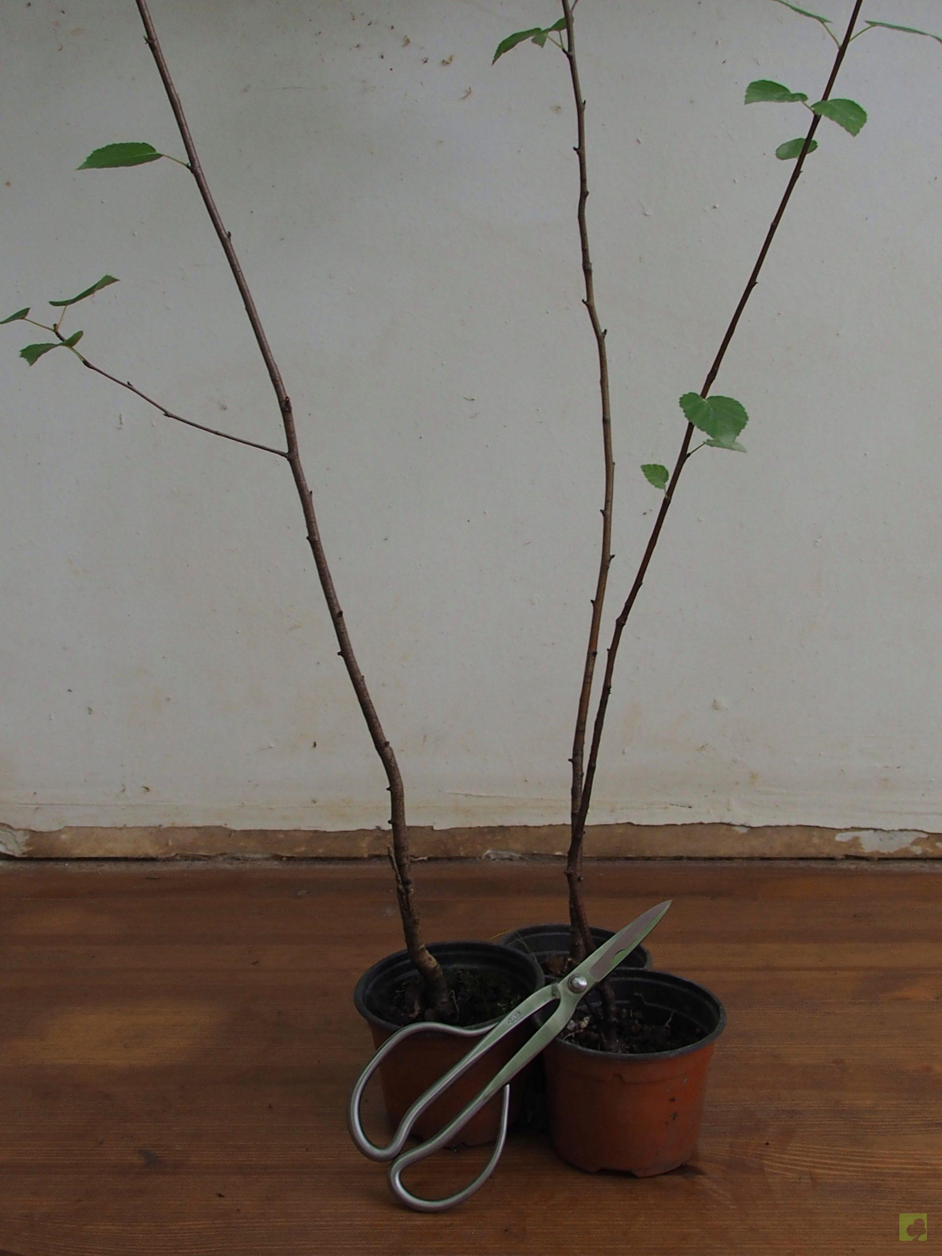 Processed with MOLDIV