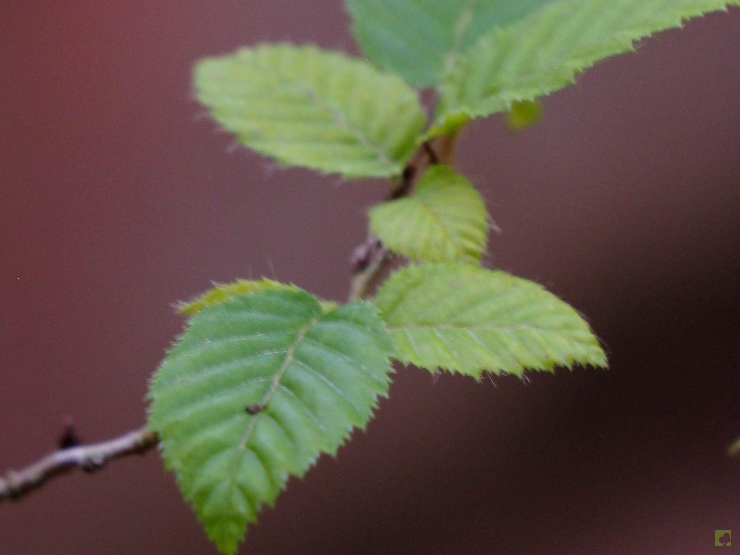 Processed with MOLDIV