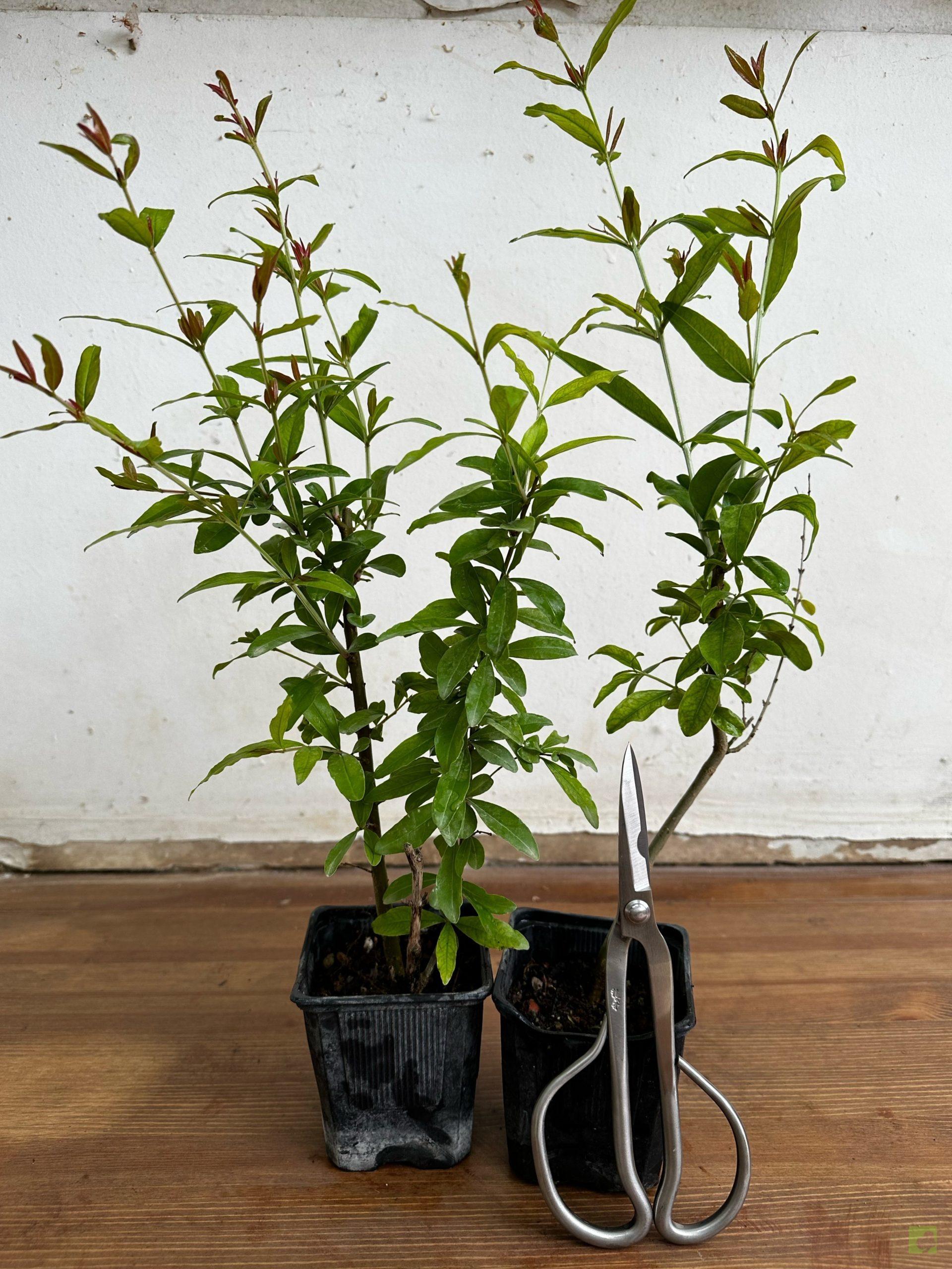 Processed with MOLDIV