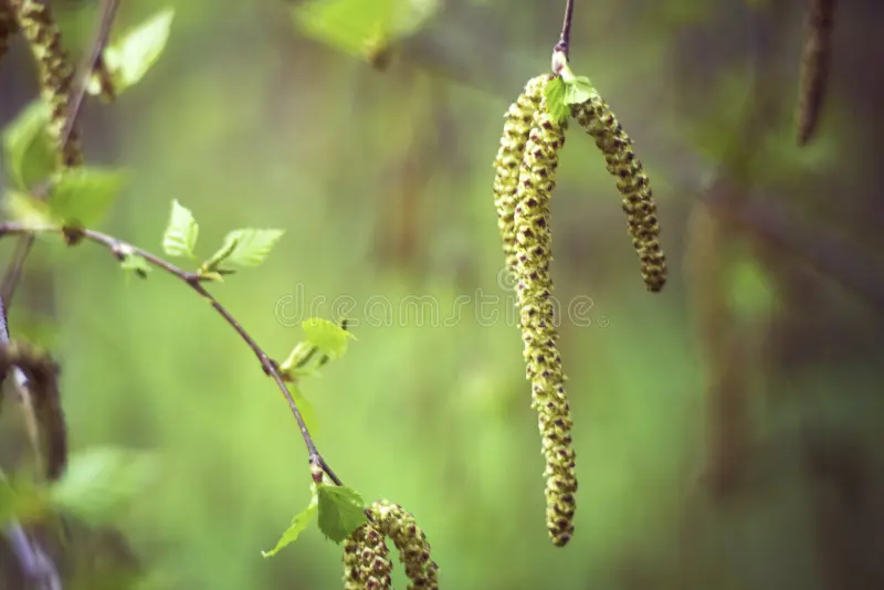 brote-del-abedul-betula-pendula-71145614