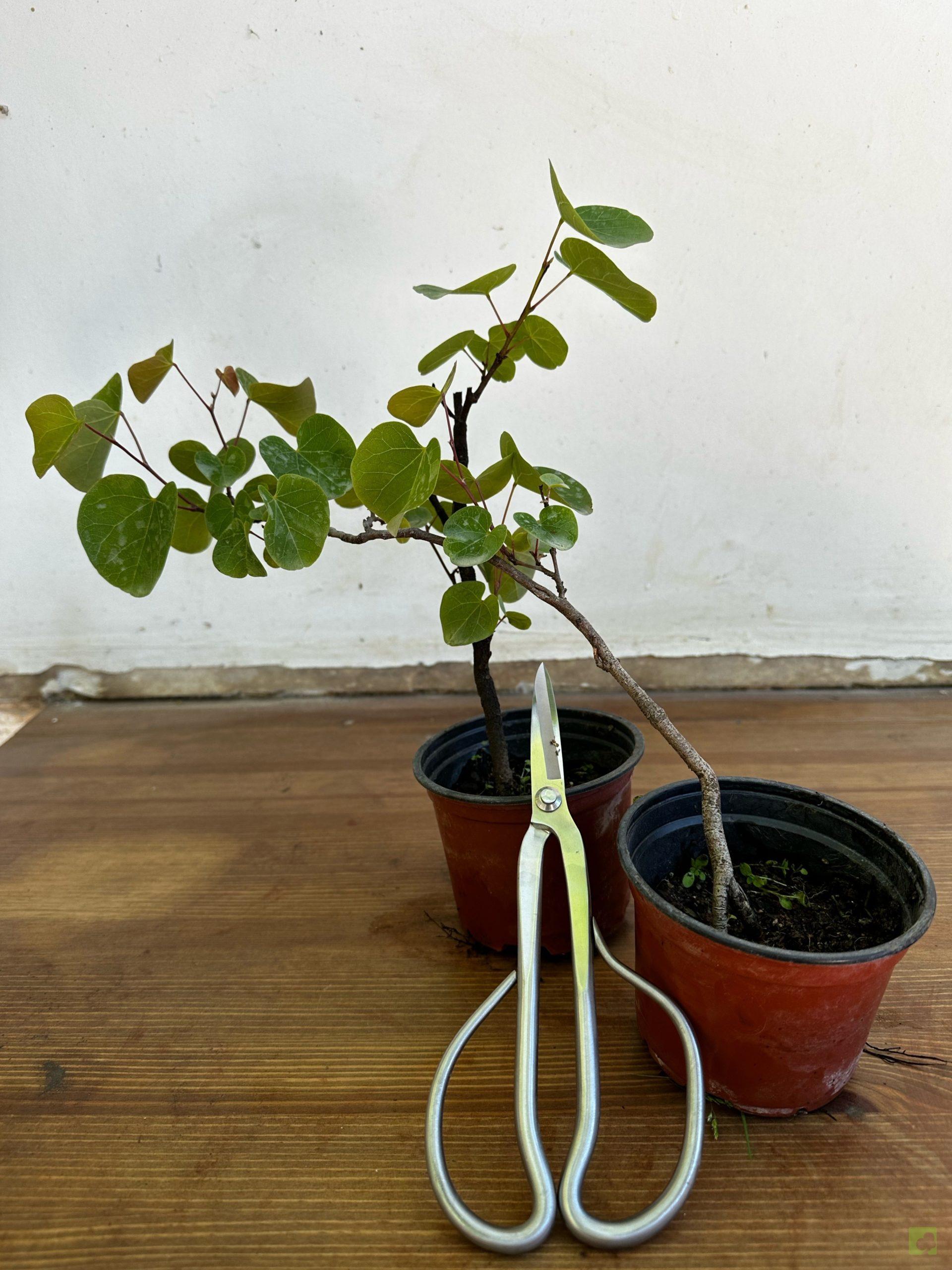 Processed with MOLDIV