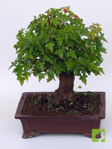 BONSAI ACER BURGERIANO