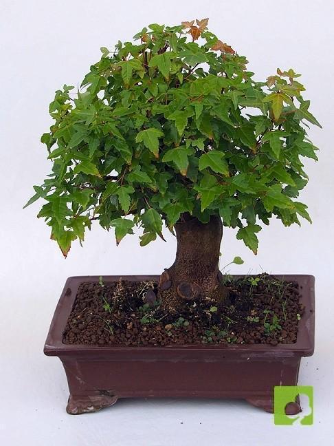 BONSAI ACER BURGERIANO BONSAI ACER BURGERIANO