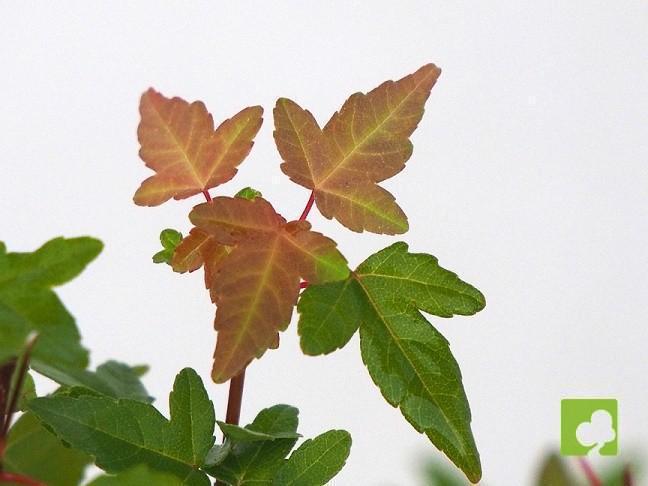 BONSAI ACER BURGERIANO BONSAI ACER BURGERIANO