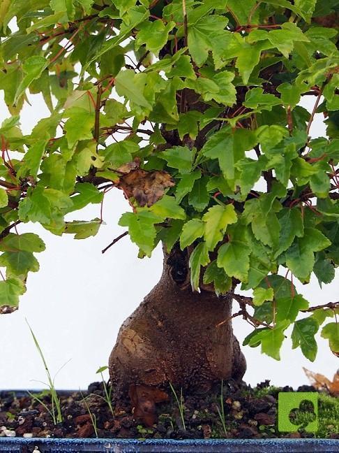 BONSAI ACER BURGERIANO BONSAI ACER BURGERIANO