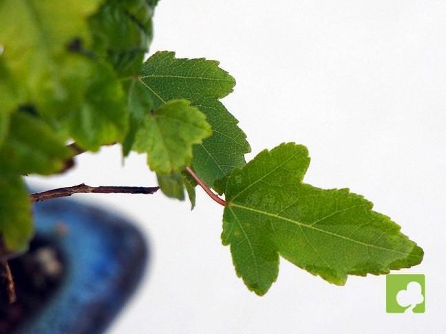 BONSAI ACER BURGERIANO BONSAI ACER BURGERIANO