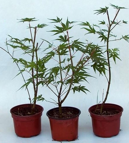 LOTE PLANTONES YAMAMOMIJI (3 AÑOS)