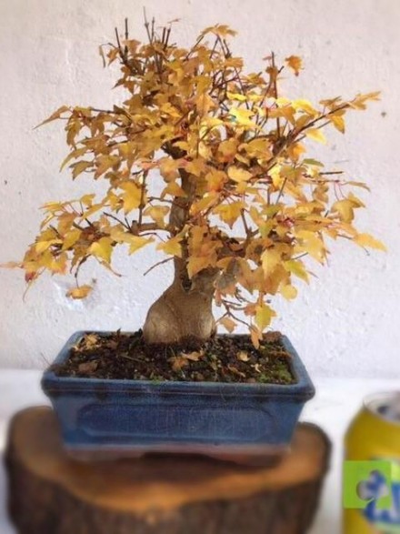 BONSAI ACER BURGERIANO