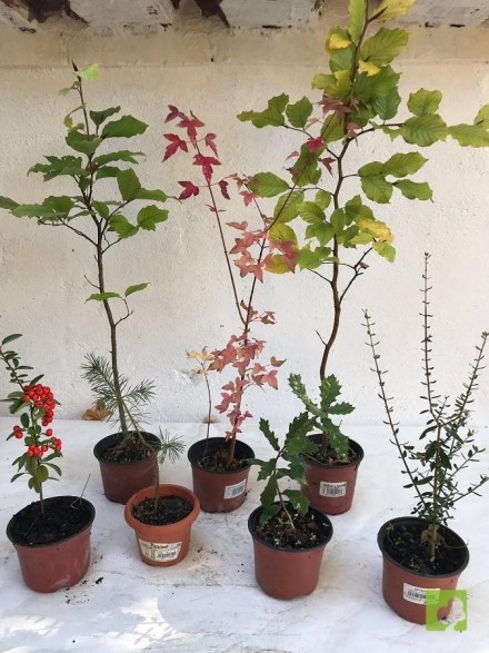 LOTE VARIADO DE PLANTONES