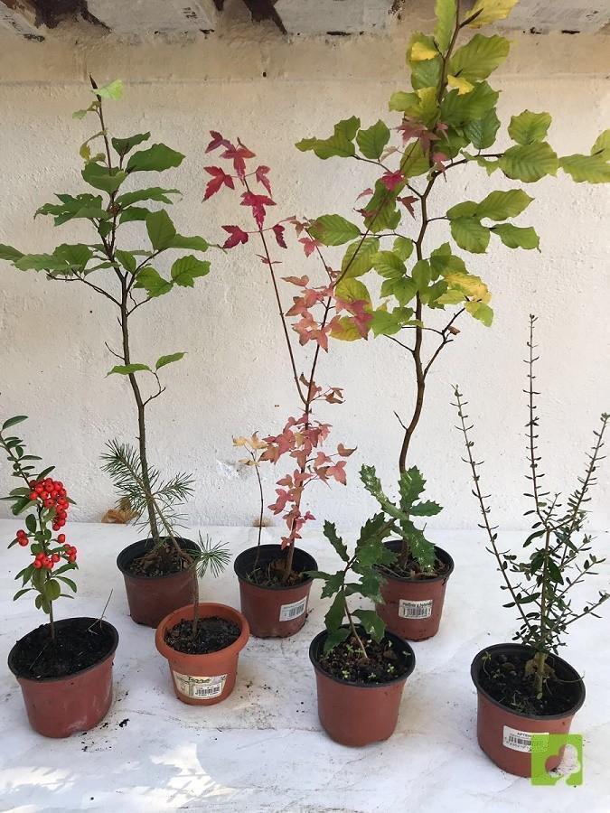 LOTE VARIADO DE PLANTONES LOTE VARIADO DE PLANTONES