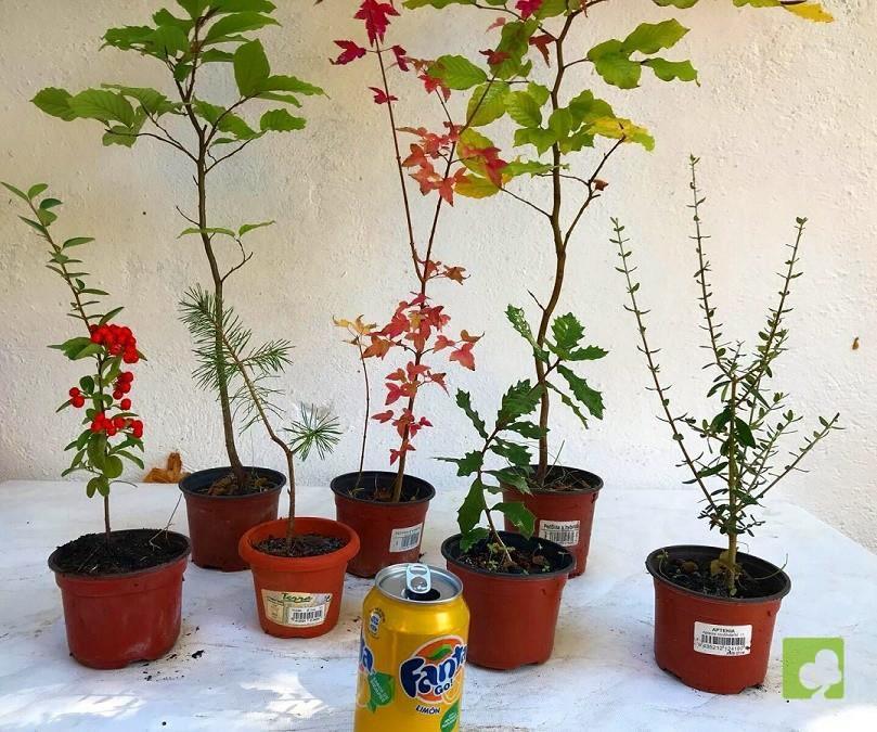 LOTE VARIADO DE PLANTONES LOTE VARIADO DE PLANTONES