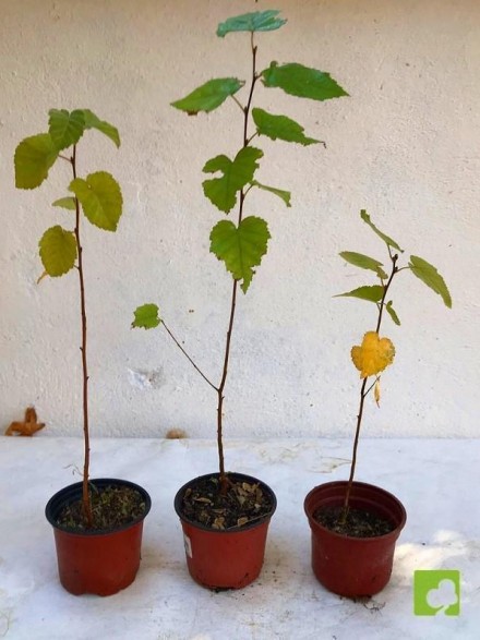 LOTE PLANTONES ABEDUL (3U.)