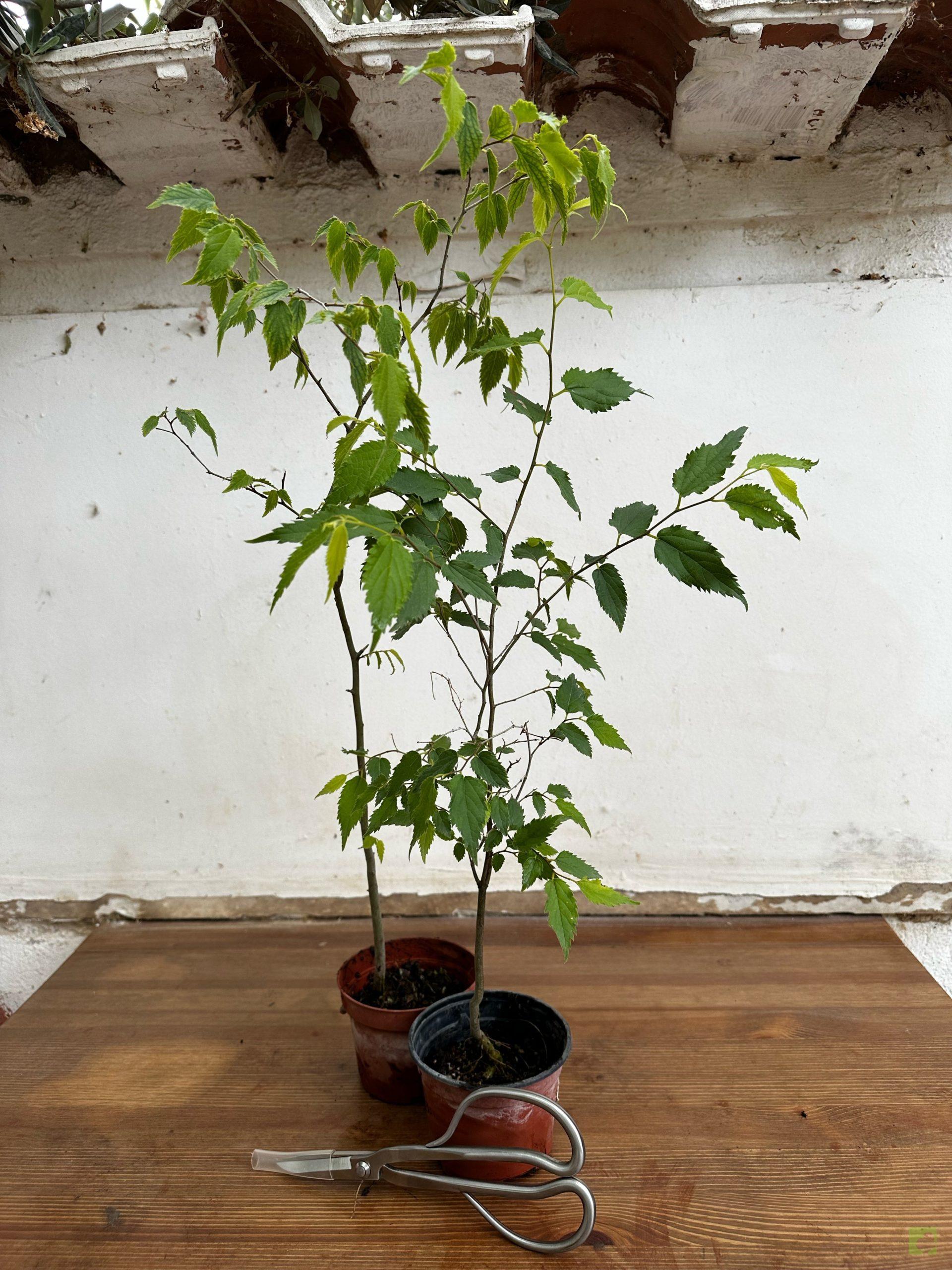 Processed with MOLDIV