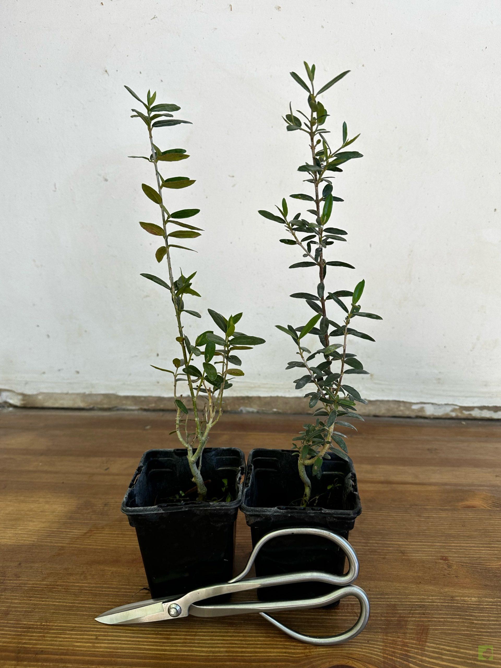 Processed with MOLDIV