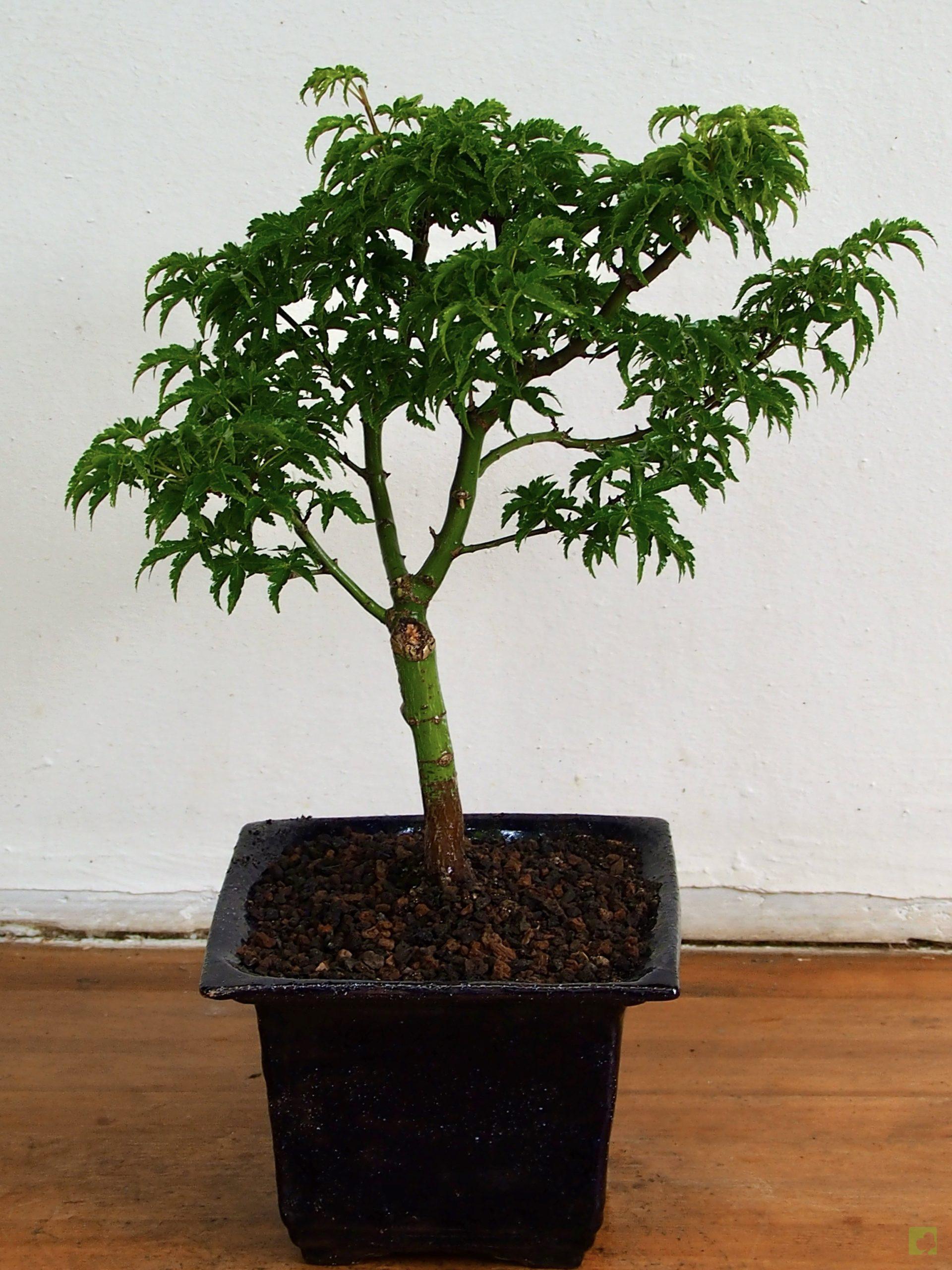 Processed with MOLDIV