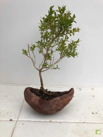 BONSAI BOJ
