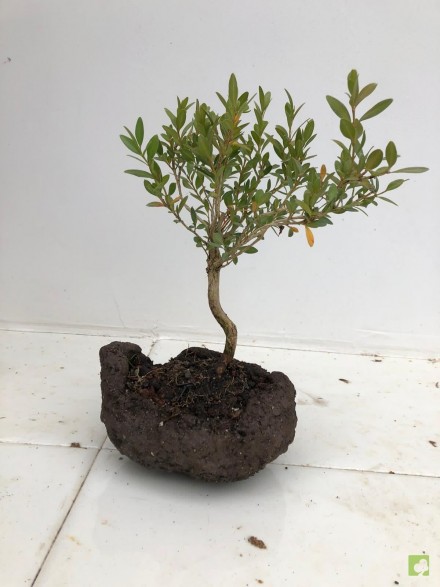 BONSAI BOJ