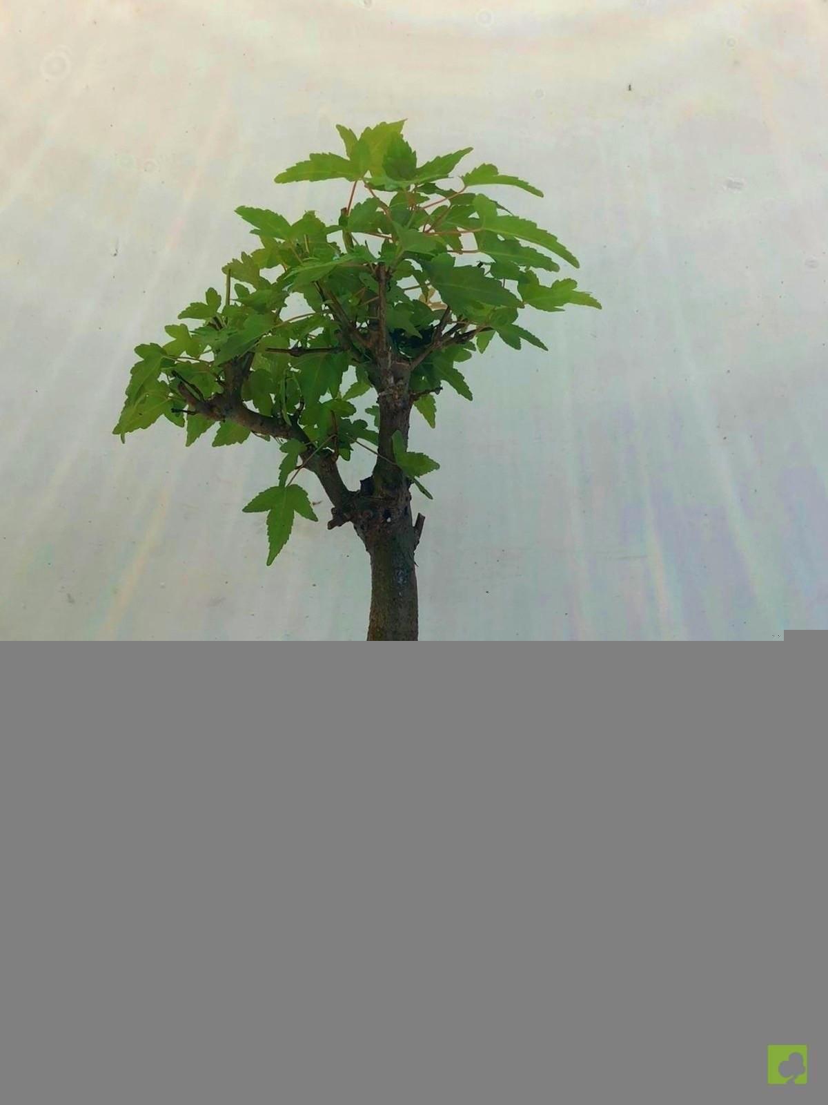 BONSAI ACER BURGERIANO BONSAI ACER BURGERIANO
