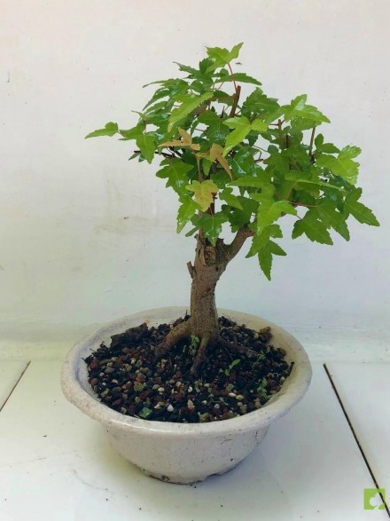BONSAI ACER BURGERIANO
