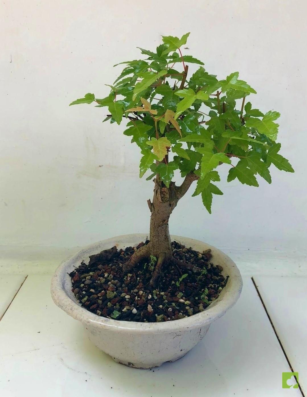 BONSAI ACER BURGERIANO BONSAI ACER BURGERIANO