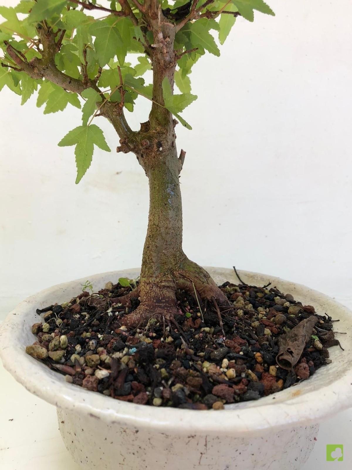 BONSAI ACER BURGERIANO BONSAI ACER BURGERIANO