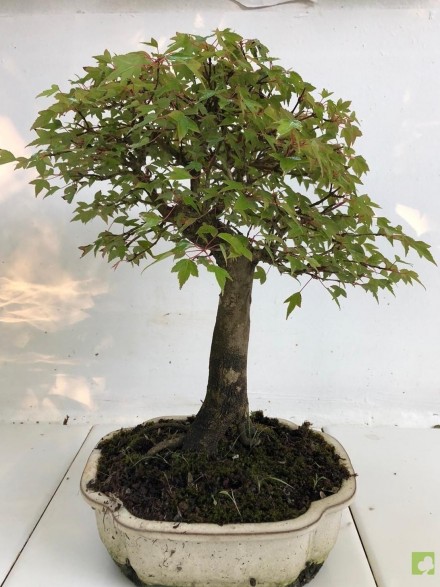 BONSAI ACER BURGERIANO