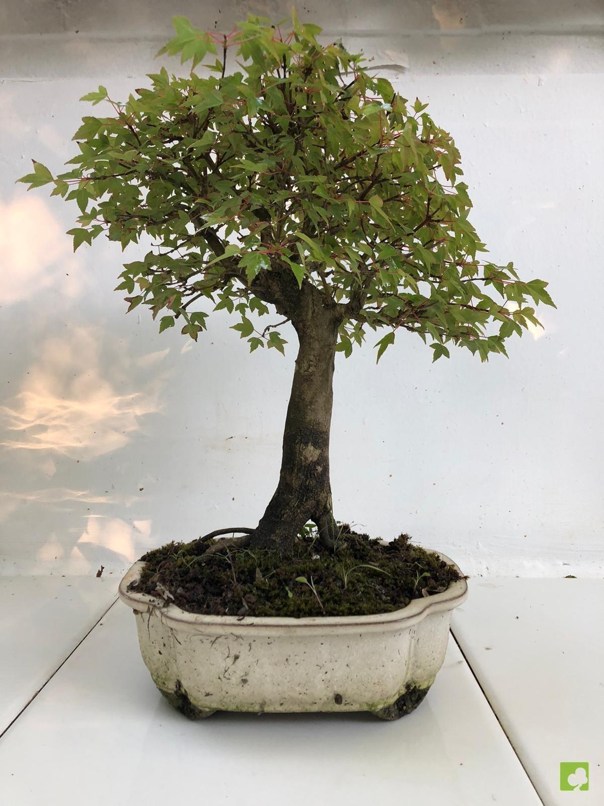 BONSAI ACER BURGERIANO BONSAI ACER BURGERIANO