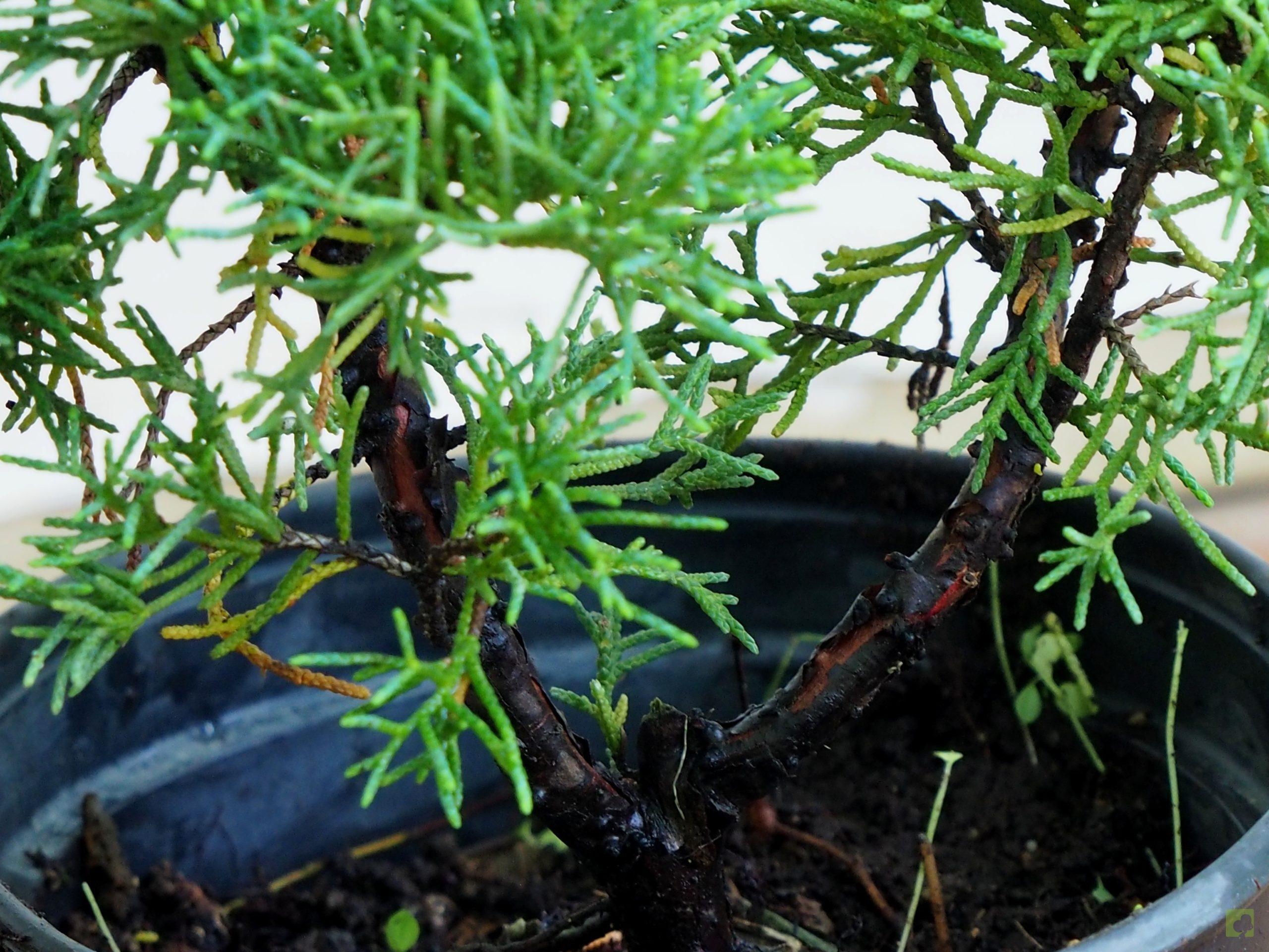 Processed with MOLDIV