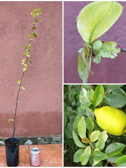 ARBOL DE JARDIN PSEUDOCYDONIA SINESIS