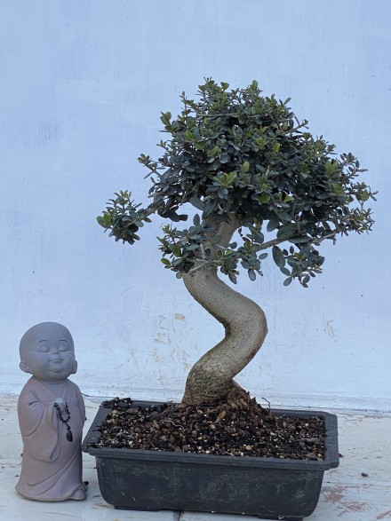 BONSAI ACEBUCHE