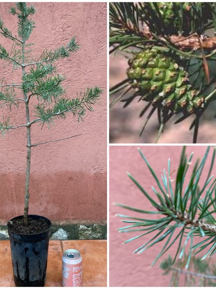 ARBOL DE JARDIN PINO SILVETRE