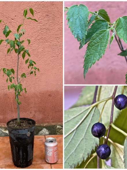 ARBOL DE JARDIN ALMEZ