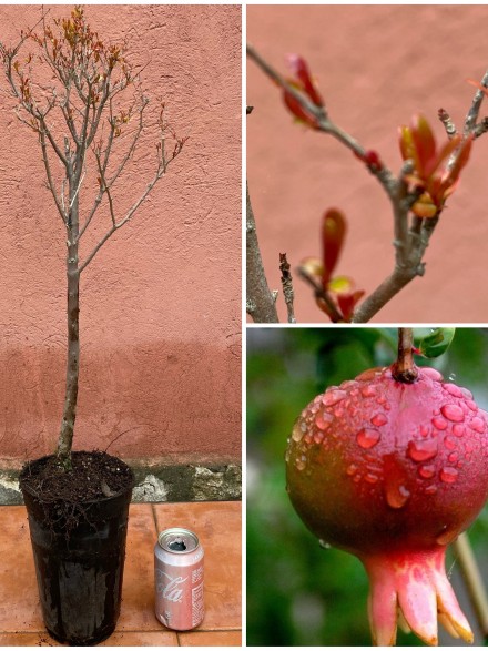 ARBOL DE JARDIN PRUNICA GRANATUM