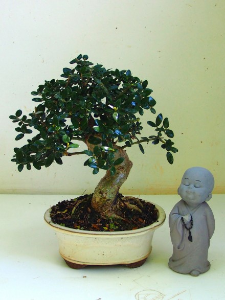 BONSAI ACEBUCHE