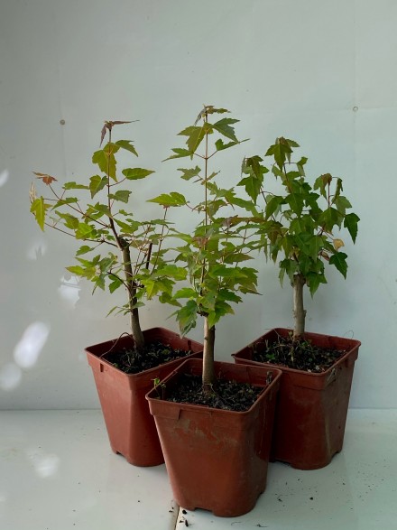 PLANTÓN ACER BURGERIANO (4 AÑOS)