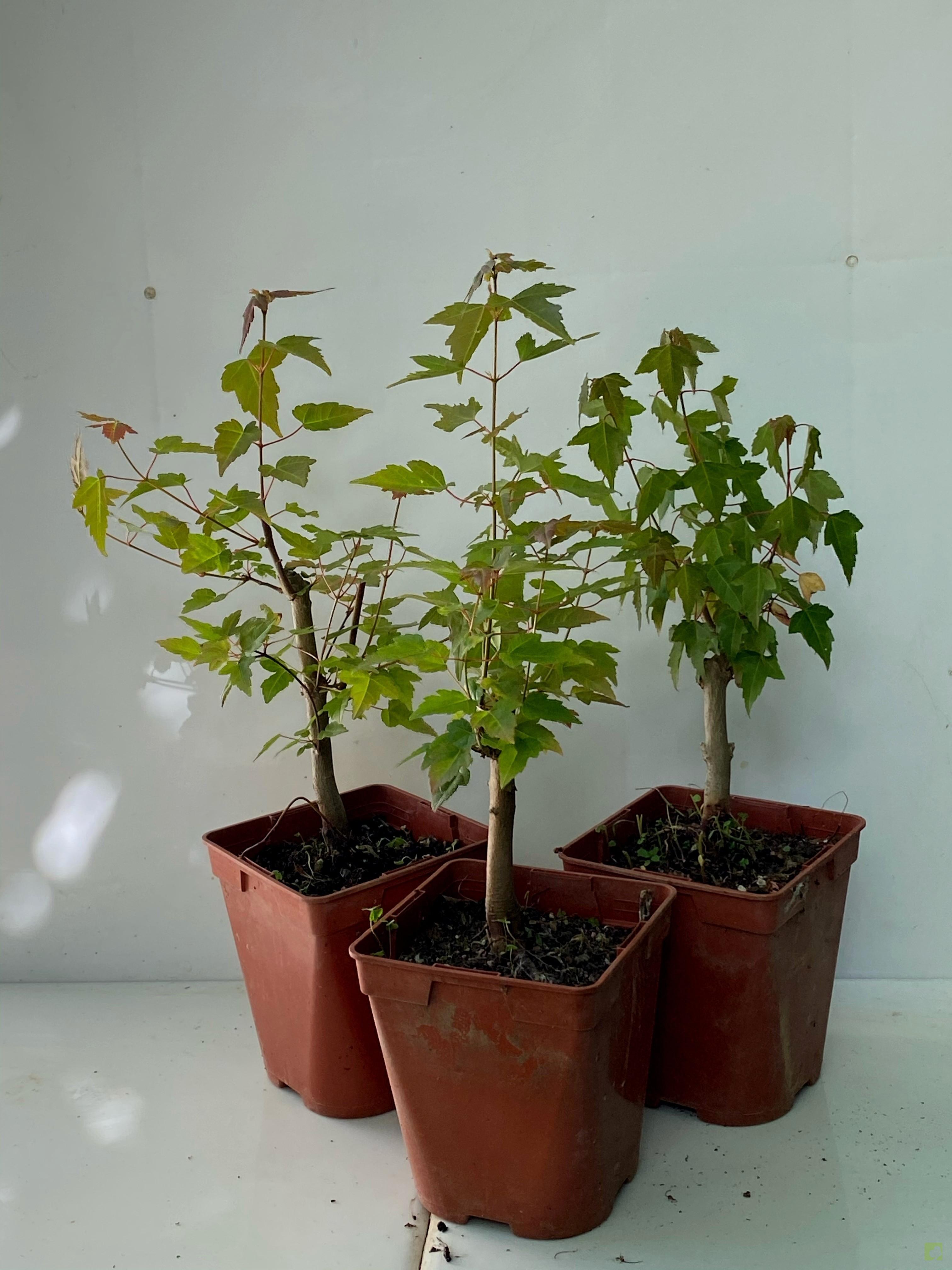 PLANTÓN ACER BURGERIANO (4 AÑOS) PLANTÓN ACER BURGERIANO (4 AÑOS)