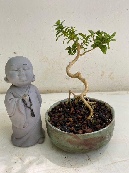 Processed with MOLDIV