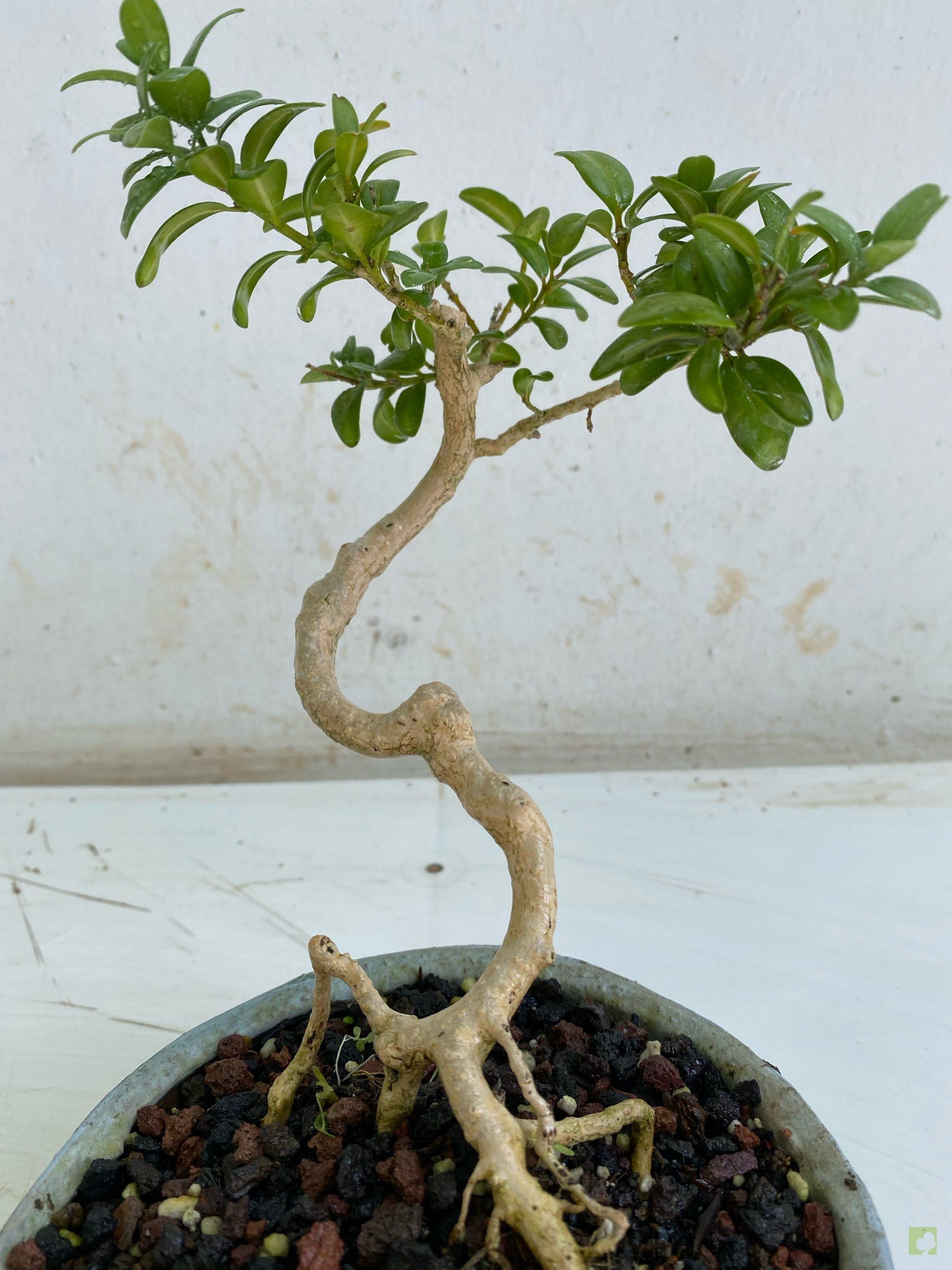 Processed with MOLDIV