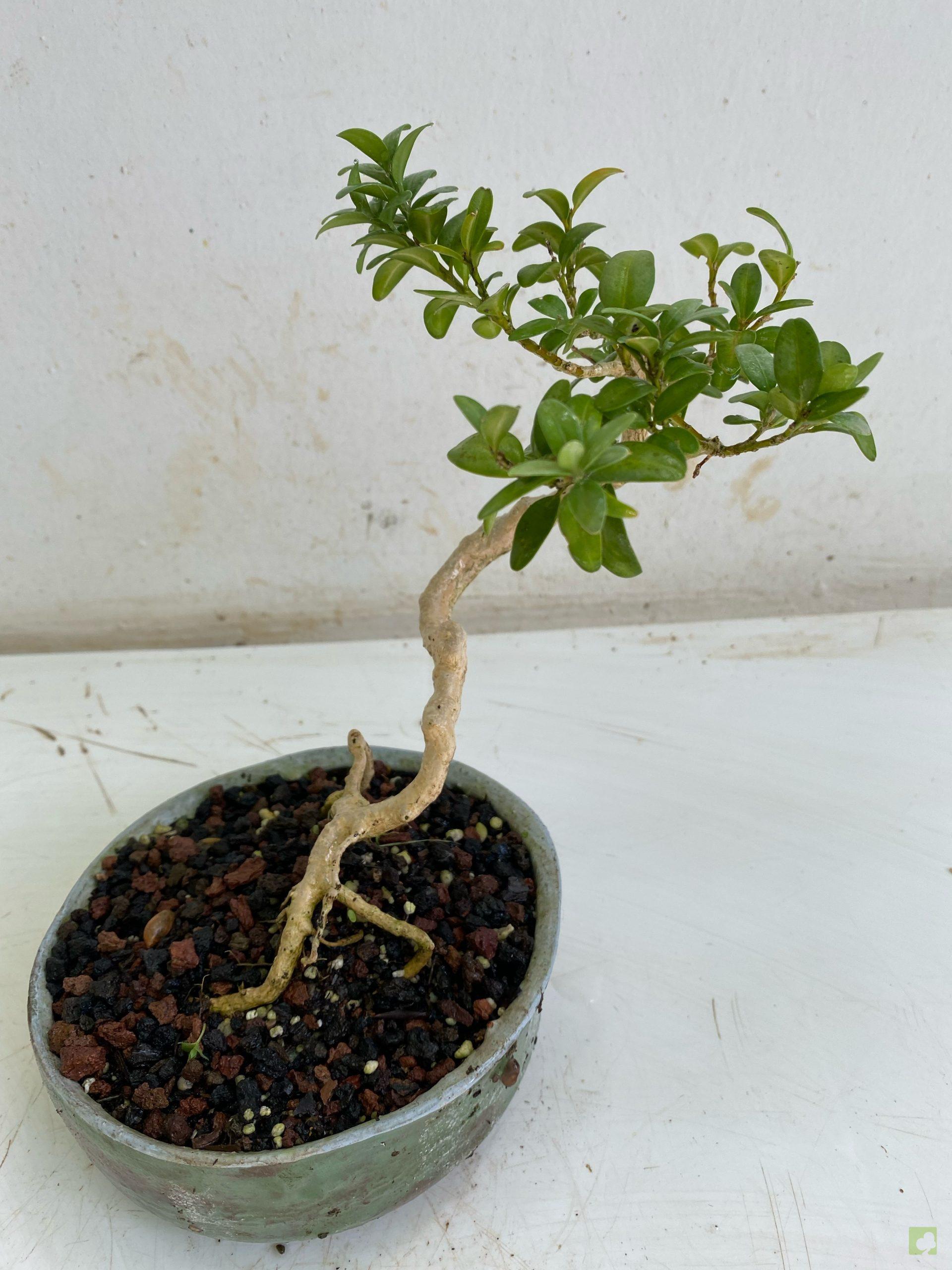 Processed with MOLDIV