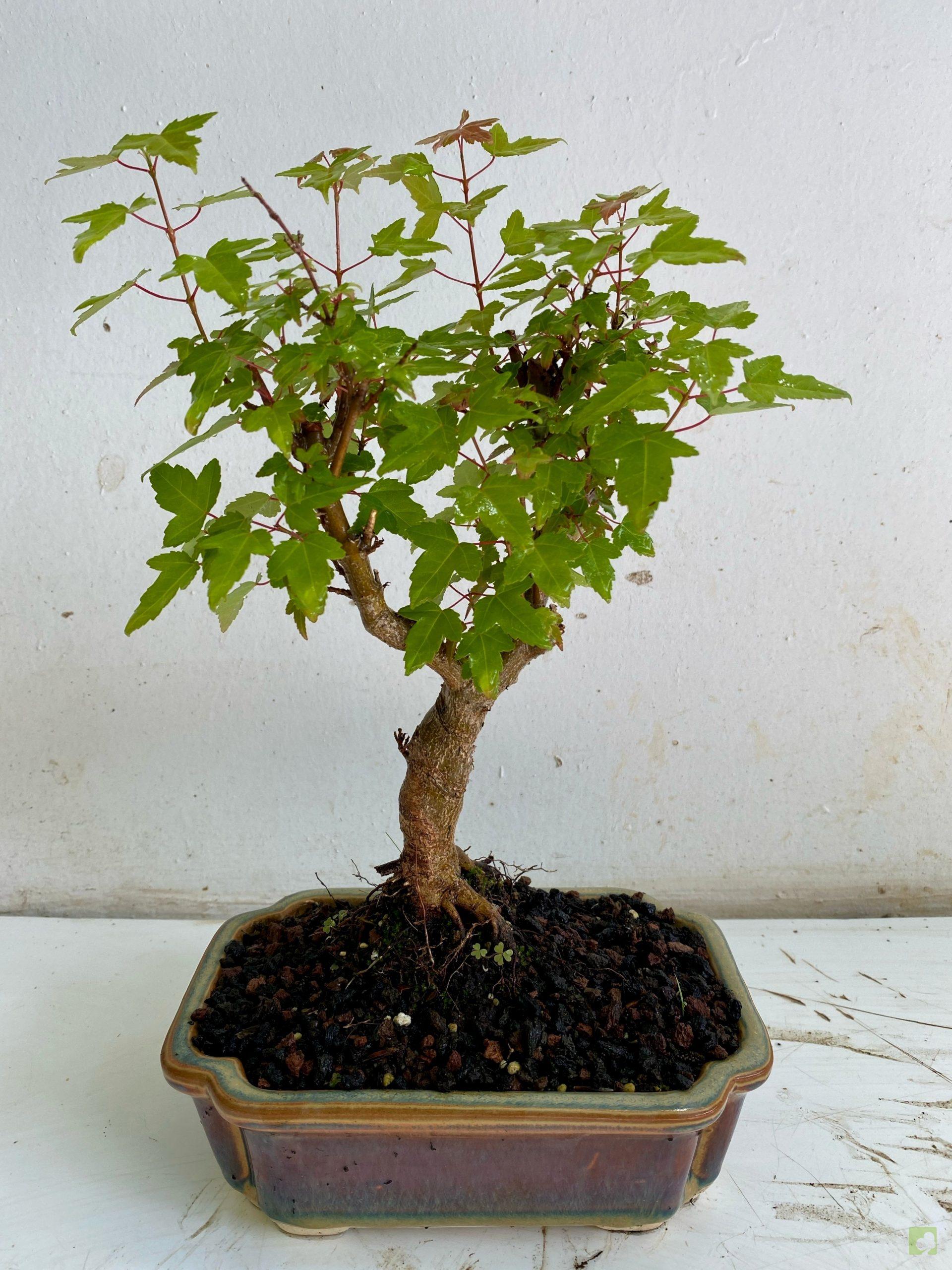 Processed with MOLDIV